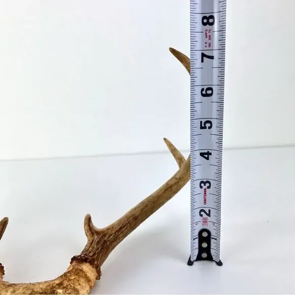 Vintage Deer Antler 7 Point Buck Skull Cap